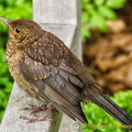 Bird-life at Archives Nationales